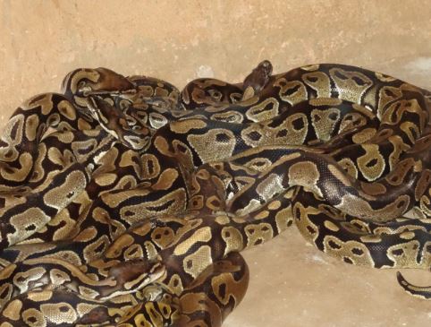 Photo pythons